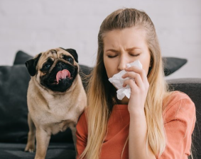 Low-Shedding Breeds for Allergy Sufferers